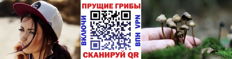 сколько стоит  Прокопьевск  Псилоцибиновые грибы Psilocybine cubensis 